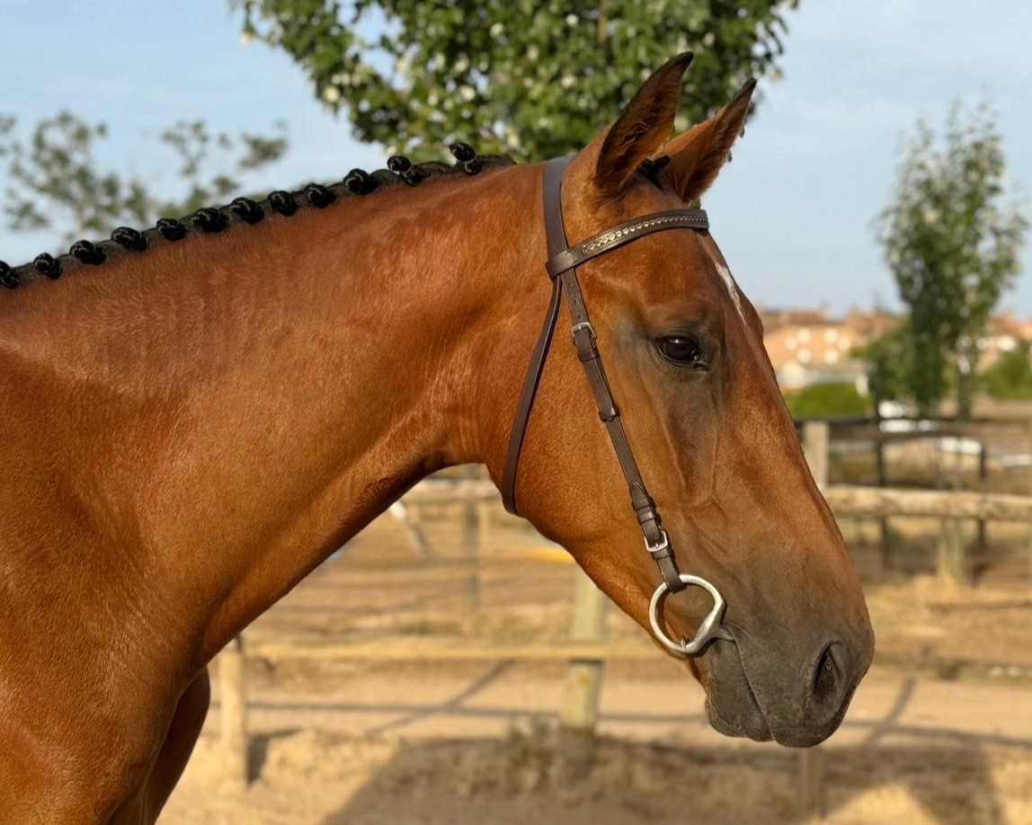 horse